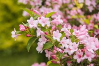 春に花を咲かせるシンボルツリーは季節の変化を演出するお庭の主要なアイテムの一つ