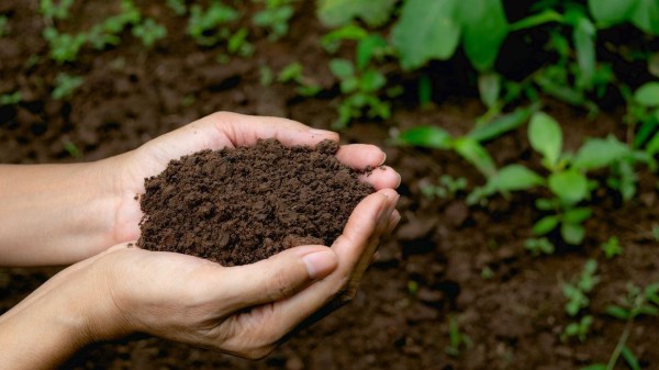 土に触れる生活が心身の健康につながる。抗ストレスの妙薬は「土壌」にあった