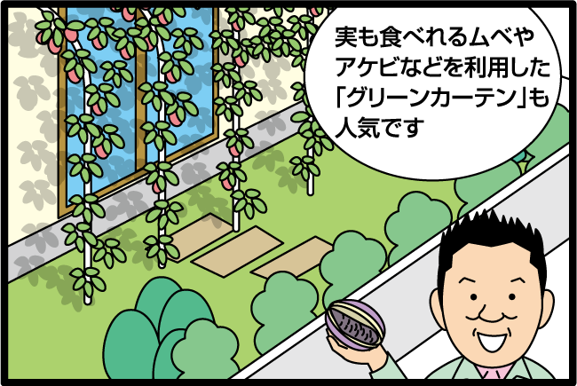「実も食べれるムべやアケビなどを利用した「グリーンカーテン」も人気です。」