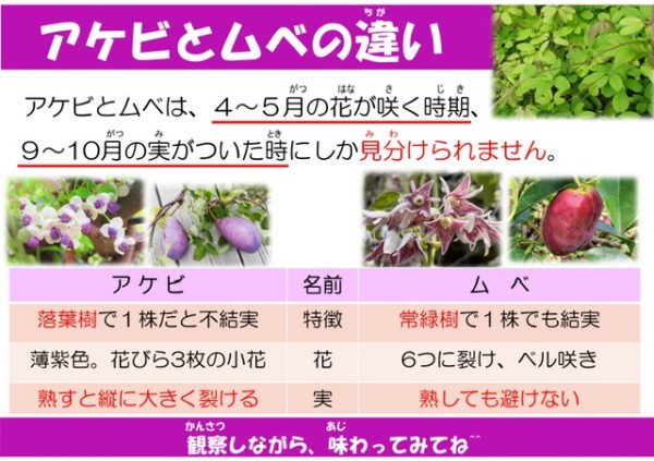アケビとムベの違い