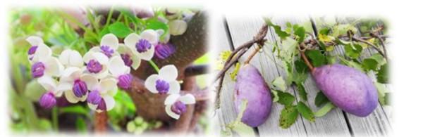 アケビとムベの違い