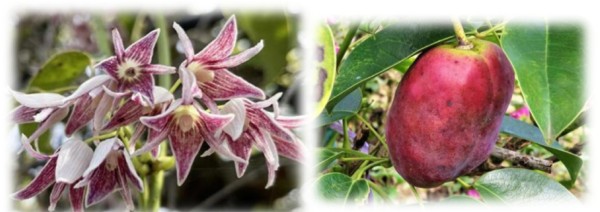 アケビとムベの違い