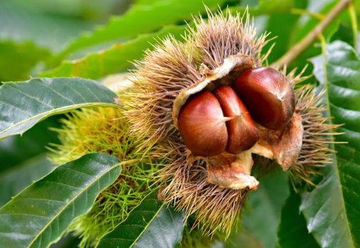 どんぐりの木？