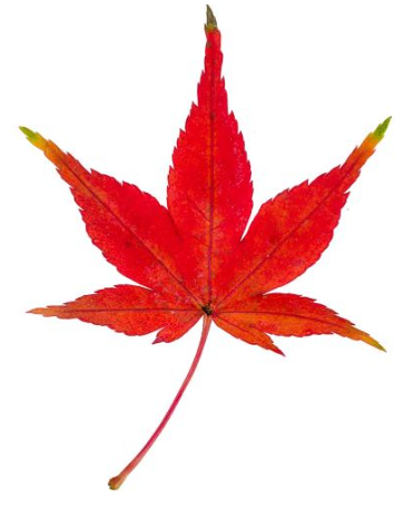 モミジとカエデ