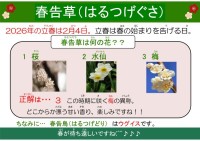 春告草（はるつげぐさ）