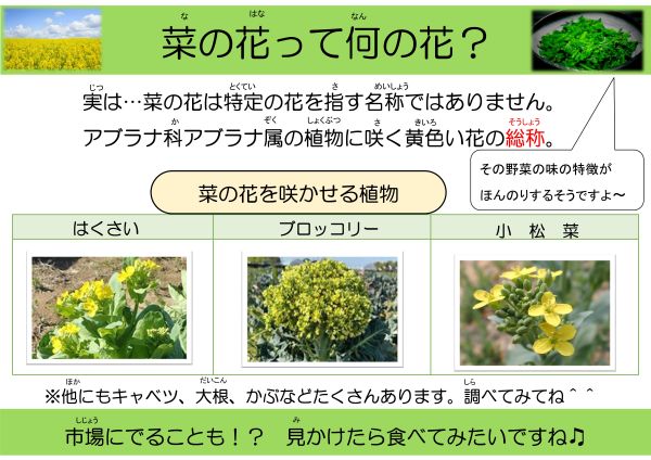 菜の花って何の花？