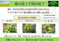 菜の花って何の花？