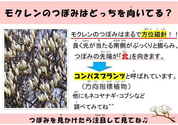 モクレンのつぼみはどっちを向いている？