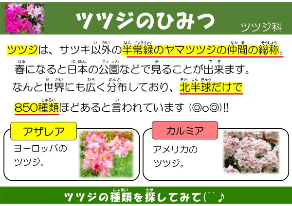 ツツジのひみつ