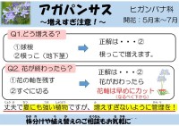 アガパンサス～増えすぎ注意～