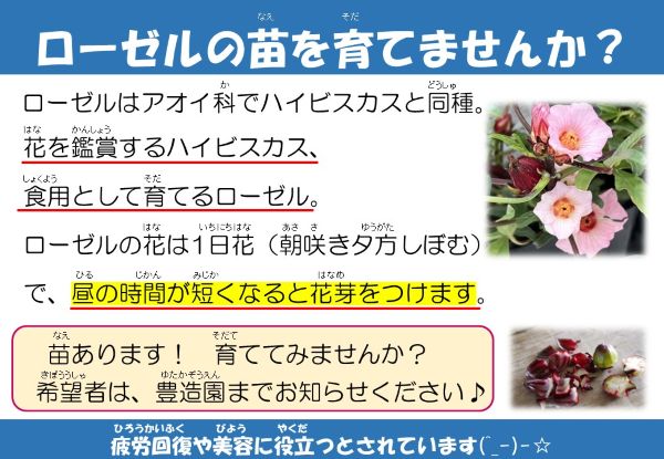 ローゼルの苗を育てませんか？