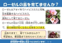 ローゼルの苗を育てませんか?