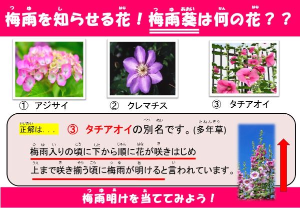 梅雨を知らせる花！梅雨葵は何の花でしょう？