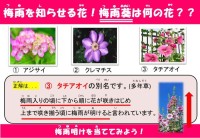 梅雨を知らせる花!梅雨葵は何の花でしょう?