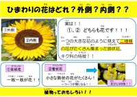 ひまわりの花はどれ?外側?内側??