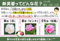 酔芙蓉（すいふよう）ってどんな花？