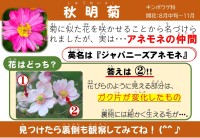 秋明菊(しゅうめいぎく)