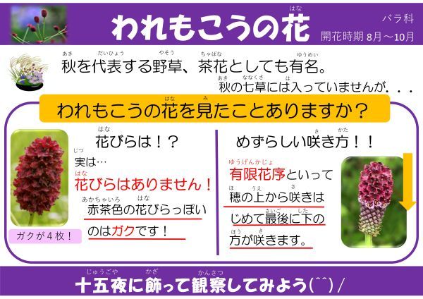 われもこうの花